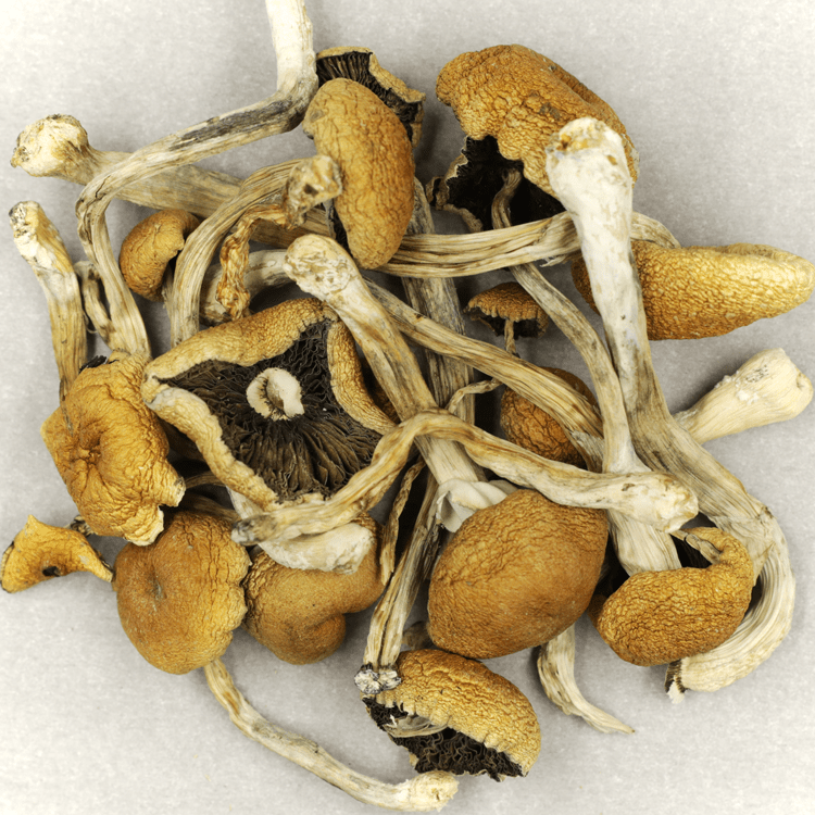 Cambodian Psilocybe Cubensis | BC Weed Edible Canada