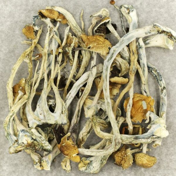 Amazonian Cubensis | BC Weed Edible Canada Amazonian Cubensis | BC Weed Edible Canada
