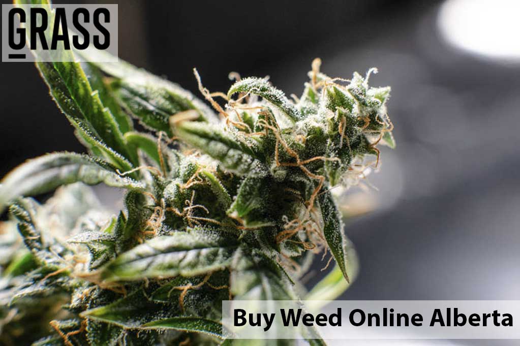 Buy edibles Online Alberta | BC Weed Edible Canada | BC Weed Edible Canada