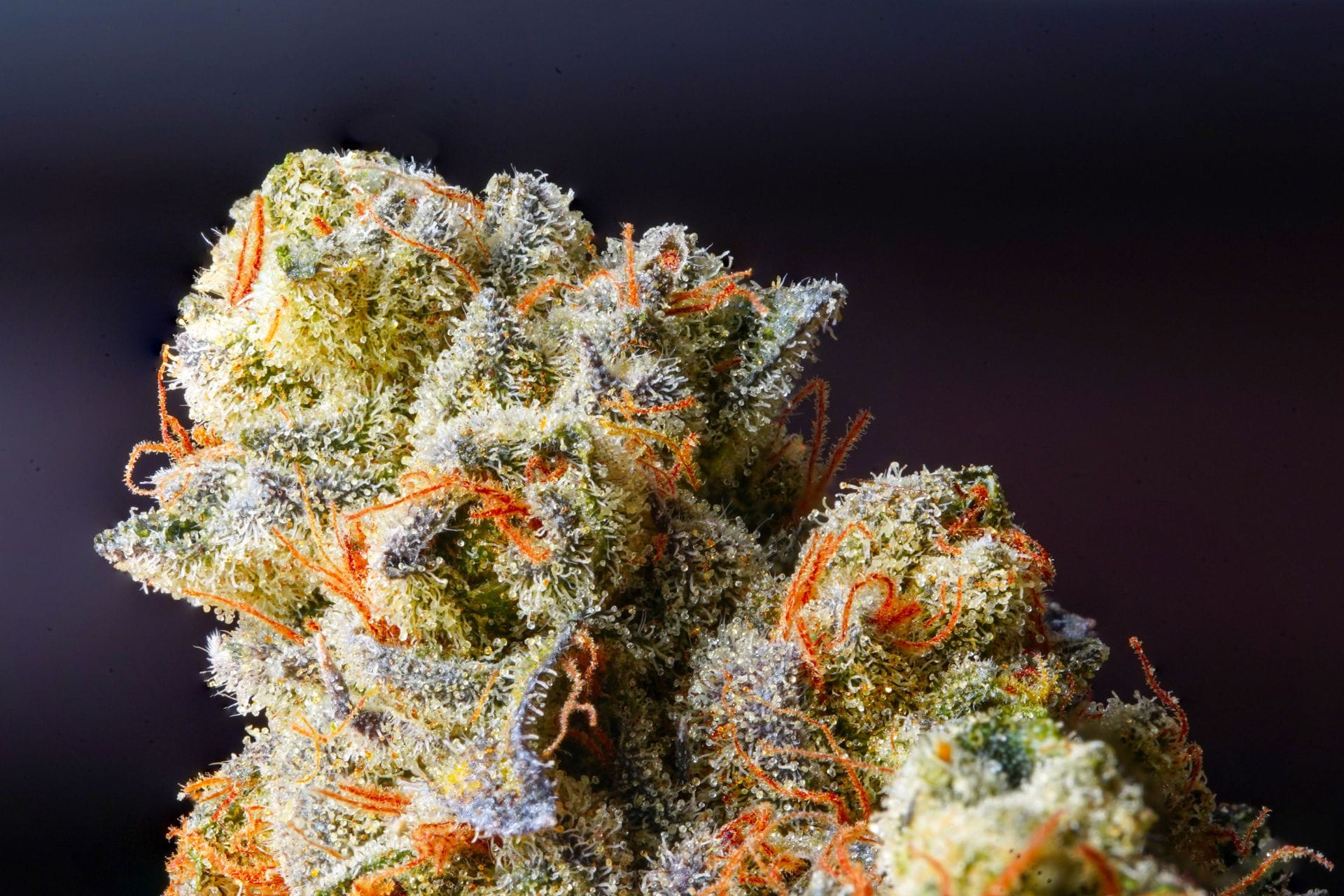 Weed Delivery Canada_ Top Hybrid Selection | BC Weed Edible Canada